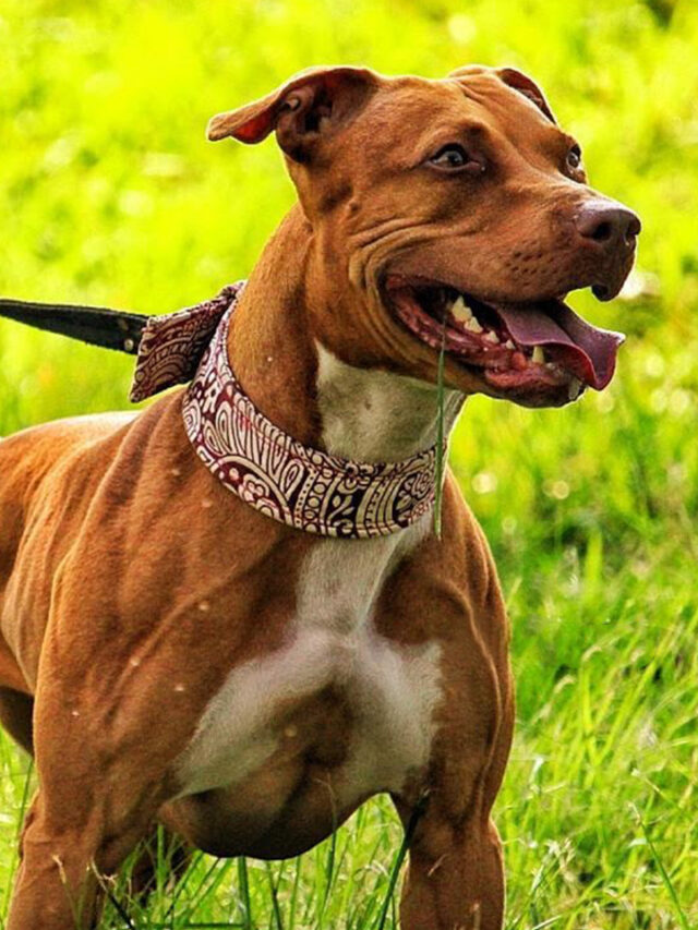 Top 10 Most Expensive Pitbulls Ever Sold